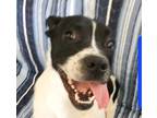 Adopt MONTE a Black - with White Boxer / Mixed dog in Saint Jo, TX (36695899)