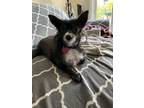 Adopt Whisper a Black - with White Pomeranian / Mixed dog in San Juan