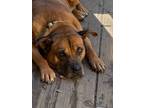 Adopt Marnie a Red/Golden/Orange/Chestnut Boxer / Shepherd (Unknown Type) /