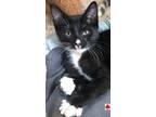 Adopt Gucci a Black & White or Tuxedo Domestic Shorthair (short coat) cat in