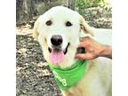 Adopt Zorro a White - with Red, Golden, Orange or Chestnut Great Pyrenees /