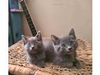Adopt blue a Gray or Blue Russian Blue (short coat) cat in Sacramento