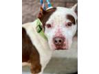 Adopt Dump a White - with Brown or Chocolate American Pit Bull Terrier / Mixed