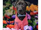 Moby Labrador Retriever Puppy Male