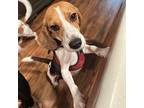 BLAZE Beagle Adult Male