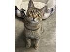 Adopt Harriett a All Black American Shorthair / Mixed Breed (Medium) / Mixed