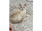 Adopt Smudgey a Cream or Ivory Siamese (short coat) cat in Medford