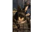 Adopt Martin a Black Silver Marten rabbit in Vandalia, OH (37884117)