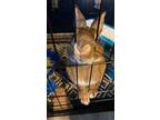 Adopt Rudolph a Chocolate Other/Unknown / Mixed rabbit in Vandalia
