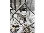 Adopt Mini a Black - with White Australian Cattle Dog / Terrier (Unknown Type