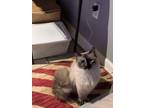 Adopt Minkee a Brown or Chocolate Himalayan (long coat) cat in Medford