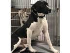 Adopt Luna a Black - with White American Staffordshire Terrier / American Pit