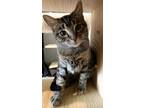 Adopt ET a Brown Tabby Domestic Shorthair / Mixed Breed (Medium) / Mixed (short