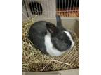 Adopt Pipkin a Black & White or Tuxedo Munchkin (short coat) cat in Woodstock