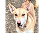 Adopt Layla a Brown/Chocolate - with White Husky / Catahoula Leopard Dog / Mixed