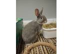 Adopt Gracie a Gray or Blue (Mostly) Munchkin (short coat) cat in Woodstock