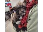 Adopt Bu bu a Black - with White Terrier (Unknown Type, Small) / Poodle
