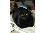 Adopt Raven a All Black American Shorthair (short coat) cat in Temple