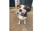 Adopt Curtis a White - with Brown or Chocolate American Pit Bull Terrier / Mixed