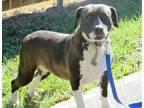 Adopt Lucky a Brown/Chocolate American Pit Bull Terrier / Terrier (Unknown Type