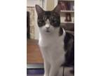 Adopt Rain a Brown Tabby Domestic Shorthair (short coat) cat in Buchanan