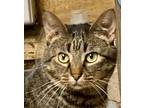 Adopt River a Brown Tabby Domestic Shorthair (short coat) cat in Buchanan