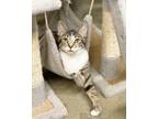 Adopt Felix a Gray, Blue or Silver Tabby Domestic Shorthair cat in Cedartown