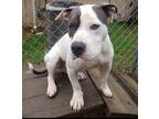 Adopt Henry a Brown/Chocolate - with White American Staffordshire Terrier /