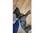 Adopt Mo a Black - with White American Staffordshire Terrier / Mixed dog in
