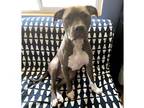Adopt Biscuit - Darling Girl! a Brown/Chocolate - with White Pit Bull Terrier /