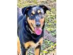 Adopt Scout a Black - with Tan, Yellow or Fawn German Shepherd Dog / Husky /