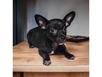 Newton Chihuahua Puppy Male
