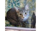 Adopt Lily a Gray, Blue or Silver Tabby Domestic Shorthair (short coat) cat in