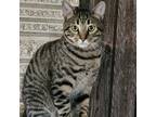 Adopt Tuffy a Tan or Fawn Tabby Domestic Shorthair (short coat) cat in