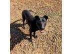 Adopt Blue a Black - with White Labrador Retriever / Mixed Breed (Medium) /