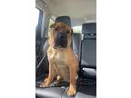 Adopt Droopy a Red/Golden/Orange/Chestnut Shar Pei / Mixed dog in Macon