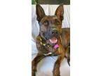 Adopt Auntie Em a Brindle German Shepherd Dog / American Pit Bull Terrier /