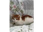Adopt Prince a Orange or Red (Mostly) Domestic Shorthair (short coat) cat in