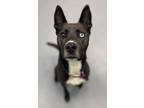 Roxy Husky Adult Female