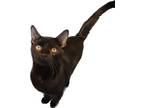 Adopt Dew a All Black Bombay (short coat) cat in Oakley, CA (38263045)