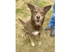 Adopt Maya a Brown/Chocolate Husky / Mixed Breed (Medium) / Mixed (short coat)