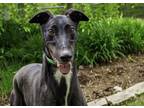 Adopt Fionn a Black - with White Greyhound / Mixed dog in Swanzey, NH (38148686)