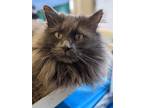 Adopt Hunter a Gray or Blue Domestic Longhair (long coat) cat in Fremont