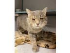 Adopt Francis a Gray or Blue Domestic Shorthair / Mixed Breed (Medium) / Mixed