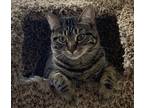 Adopt Baby Angie a Brown Tabby Domestic Shorthair (short coat) cat in Los