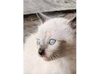 Adopt George a Cream or Ivory Siamese (short coat) cat in San Antonio