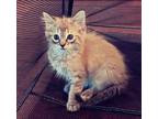 Adopt Sampson a Gray, Blue or Silver Tabby Ragdoll (long coat) cat in San