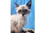 Adopt S'mores a Cream or Ivory Siamese (long coat) cat in San Antonio