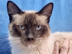 Adopt Mr. Fluffy a Cream or Ivory Ragdoll (long coat) cat in San Antonio