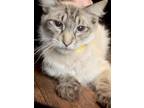 Adopt Leo a Cream or Ivory Siamese (long coat) cat in San Antonio, TX (38409553)